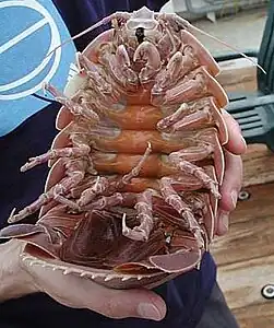 A giant isopod (Bathynomus giganteus) may reach up to 0.76 m (2 ft 6 in) in length.