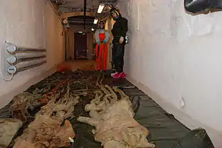 #69 (10/4/1896) and othersThree giant squid from the NTNU Museum of Natural History and Archaeology in Trondheim, Norway, including the oldest and largest specimen (#69), which was found in 1896 and measures some 12&nbsp;m (39&nbsp;ft) in total length