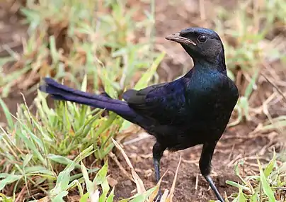 Juvenile bird in the Kruger Park