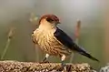 Greater striped swallow