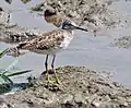... or ochre (Wood sandpiper, T. glareola)