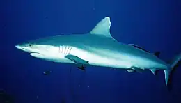 The Grey reef shark is territorial and may be aggressive, and has been involved in non-fatal attacks on divers.