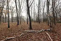 Winter view from Ahornsteig track