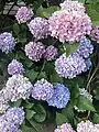 'An Hydrangea macrophylla shrub displays blooms in a range of colors ranging from pink to blue.'