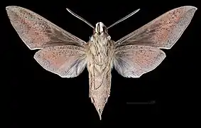 Hyles hippophaes ♂  △