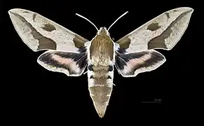 Female Hyles nicaea nicaea