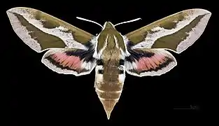 H. t. mauretanica - dorsal side