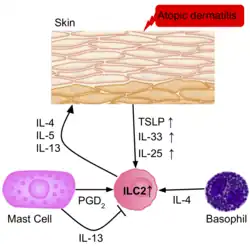 A diagram of the skin epidermis, and the ILC2s, and other effector cells (basophils, and mast cells) present in the environment, and their effector cytokines involved in causing atopic dermatitis.