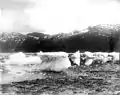 Icebergs at Taku glacier terminus