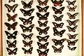 Photograph of a drawer of pinned butterflies