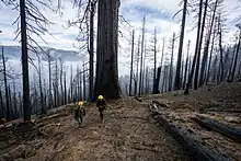 Two helmeted people walk along a slope filled with tall, charred, black trees, including a giant sequoia