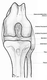 Image 51Dog knee (from Dog anatomy)