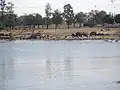 Lake and animals in the drive-through safari