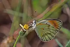 Female C. a. exoleSemliki Wildlife Reserve, Uganda