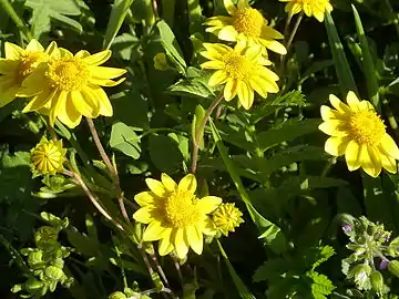 Close-up of flowers in Fremont,&nbsp;California