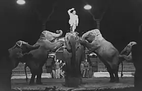 Hugo Schmitt standing on Asian elephant Kaurnardi, at Lorensbergs Cirkus in Gothenborg, 1944