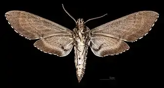 Manduca diffissa petuniae ♂ △