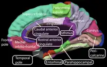 Medial view of a human right cerebral hemisphere. Paracentral lobule is labeled at top center, in green.