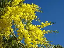 Image 38Yellow mimosa is the symbol of IWD in Italy, Russia, Ukraine and in many others ex Soviet Union republics (from International Women's Day)
