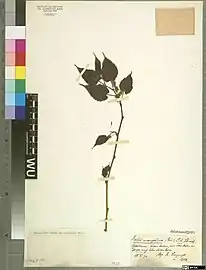 Morus mongolica (dried) University of Vienna Institute for Botany Herbarium 3