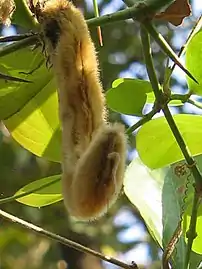Seed pod, the hairs of which cause a dire&nbsp;itch