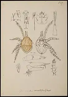Poecilochirus (Gamasoides) carabi drawing by Oudemans