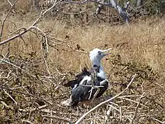 A baby bird at North Seymour Island in the Galápagos