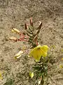 Oenothera glazioviana