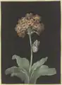Orangerote Aurikel (Primula auricula) mit Stachelbeer-Harlekin und sich einspinnender Raupe