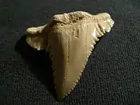 Tooth of Palaeocarcharodon from Atlas mountain in Morocco. 60 mya, long 3&nbsp;cm.