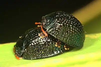 Mating pair in Georgia