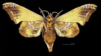 Paonias myops  ♀ △