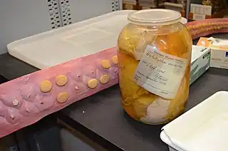 #49 (?/9/1879)Soft tissue remains of the 1879 specimen from Olafsfjord, Iceland, as they appeared in 2012 at the Zoological Museum in Copenhagen. The material is labelled as Architeuthis monachus, a taxon now considered synonymous with A.&nbsp;dux.