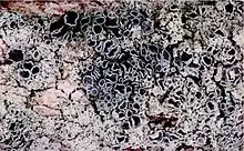 Physcia millegrana (apothecia)