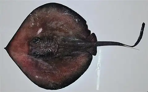A deepwater stingray, which can reach up to 2.7 m × 1.5 m (8 ft 10 in × 4 ft 11 in) in size.