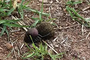 the beetle continues rolling the ball with its hind legs