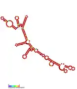 isrH Hfq binding RNA: Predicted secondary structure taken from the Rfam database. Family RF01391.