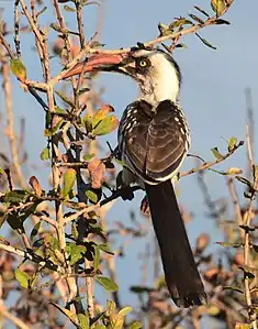 T. ruahae is endemic to Tanzania
