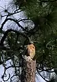 Red-shouldered hawk