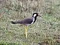 Red-wattled lapwing, Jan '21