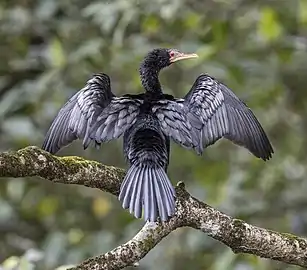 adult drying wingsSão Tomé and Príncipe