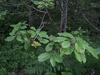 Branch with prominently veined, alternate leaves, reddish twigs, and clusters of flowers at the leaf axils