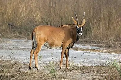 Image 17Roan antelopePhotograph credit: Charles James SharpThe roan antelope (Hippotragus equinus) is a species of savanna antelope found in western, central and southern Africa. Named for its reddish-brown coat, it has a black face with white patches around the eyes and the mouth, and a short erect mane of greyish brown hair extending from the back of the neck to the rump. This roan antelope, of the subspecies H.&nbsp;e.&nbsp;koba, was photographed in Senegal; the subspecies's range extends from Senegal to Benin in western Africa.More selected pictures