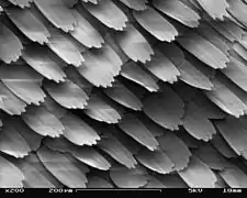 Wing scales at Scanning electron microscope (SEM)