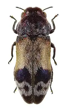 a black and brown beetle