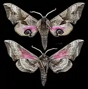 Smerinthus ocellatus