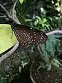 Euploea mulciber (female)