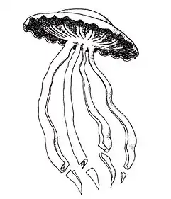 A Stygiomedusa jellyfish, which can grow up to 10 m (33 ft) in length.