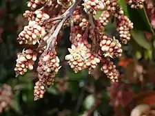 Another example of flower buds