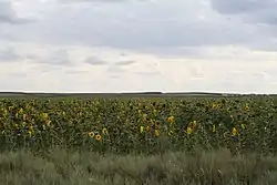 Sunflower field, Bolsheglushitsky District